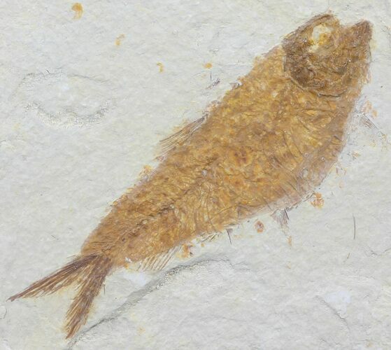 Knightia Fossil Fish - Wyoming #60465